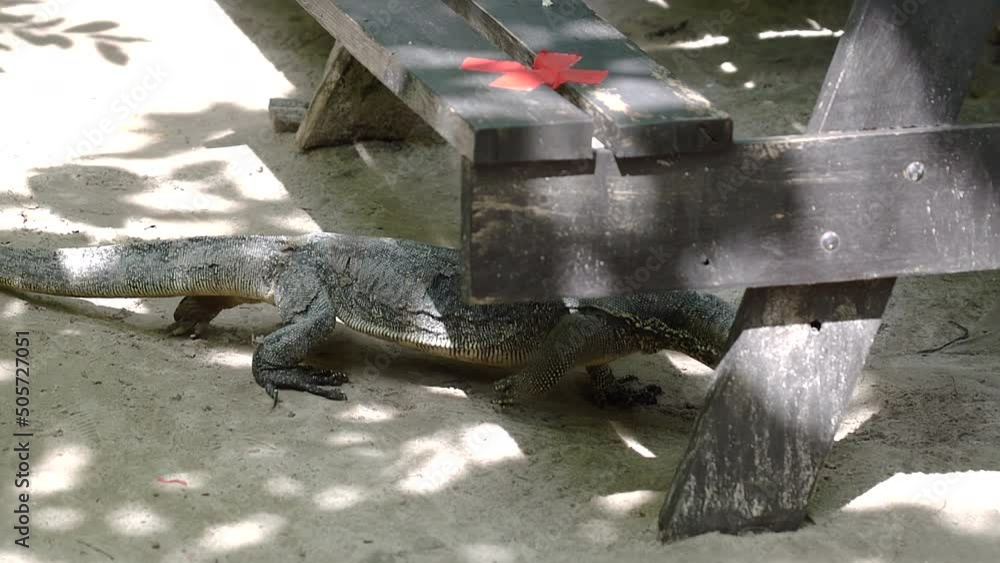 Large Asian water monitor lizard walks from jungle and goes under table