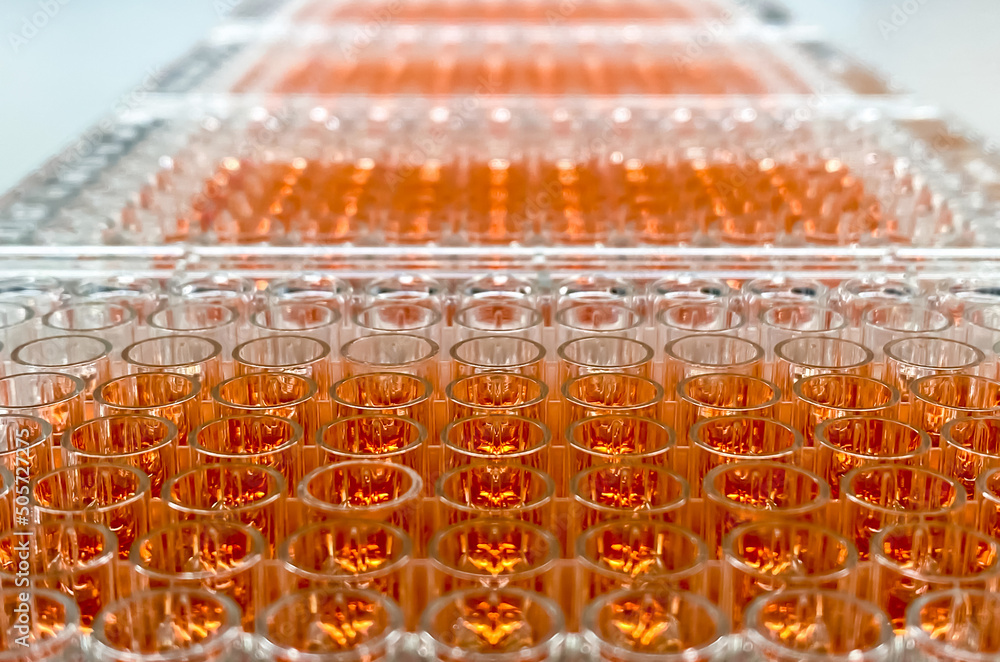 Ταπετσαρία A set of 96-well plates with human cancer cells subjected to a gradient of a nov