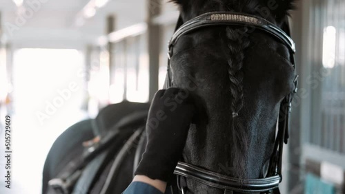 Rider preparing a large,black friesian horse for dressage training. The girl puts the bridle on the horsehorse in the stable. Close-up of the horse's face. The concept of an active lifestyle. photo