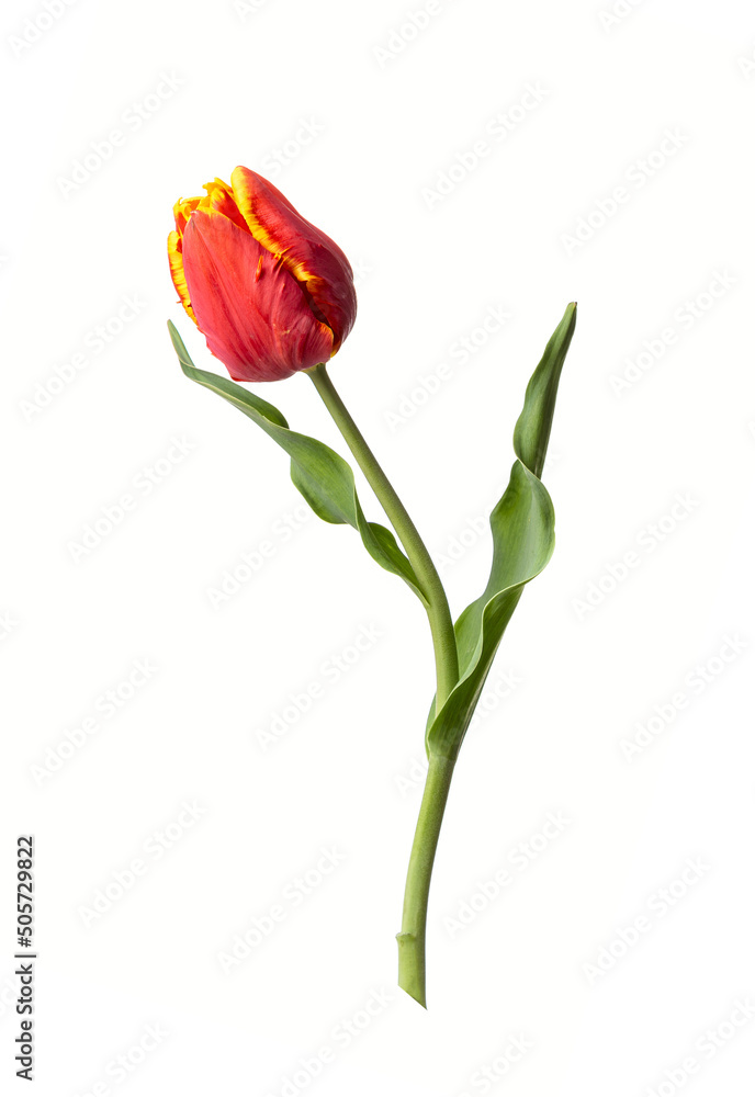 Red-orange tulip flower isolated on white background Red-orange tulip flower isolated on white background