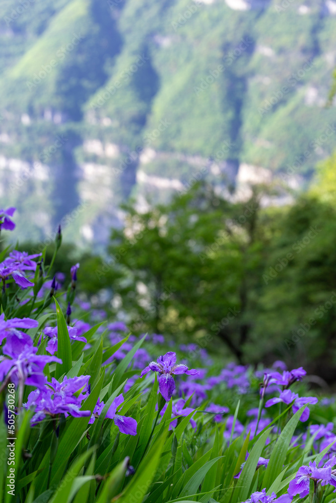 Fototapeta premium Iris tectorum Maxim in the valley