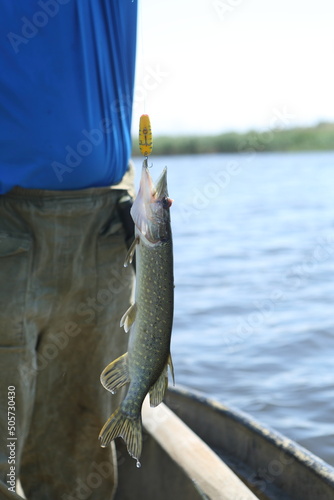 A fisherman with a pike caught on a wobbler