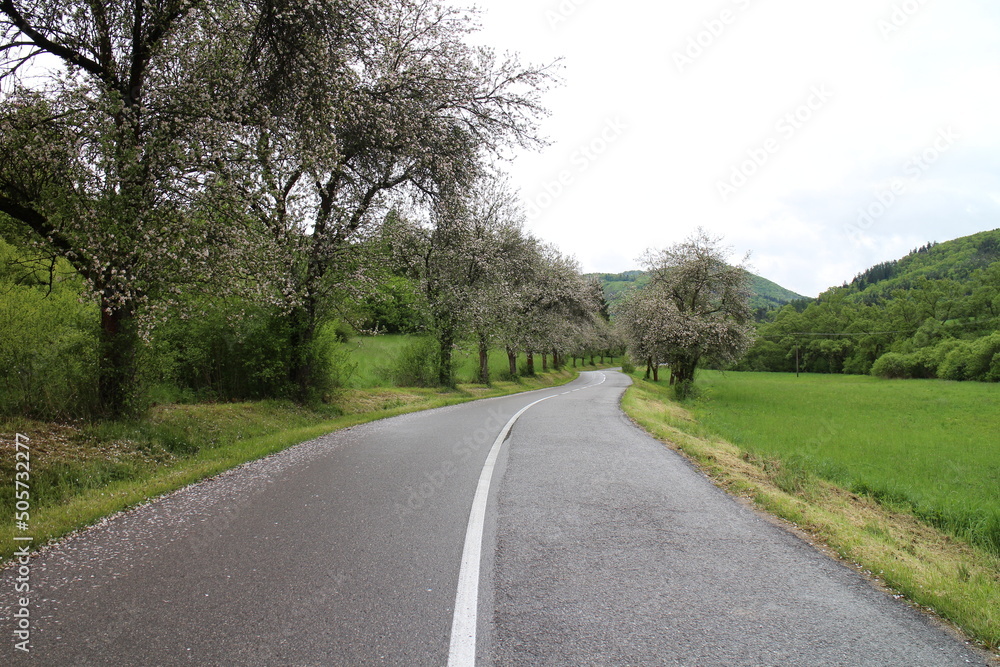 Blooming trees on road from Sucany to Turcianska Staivnicka, central Slovakia