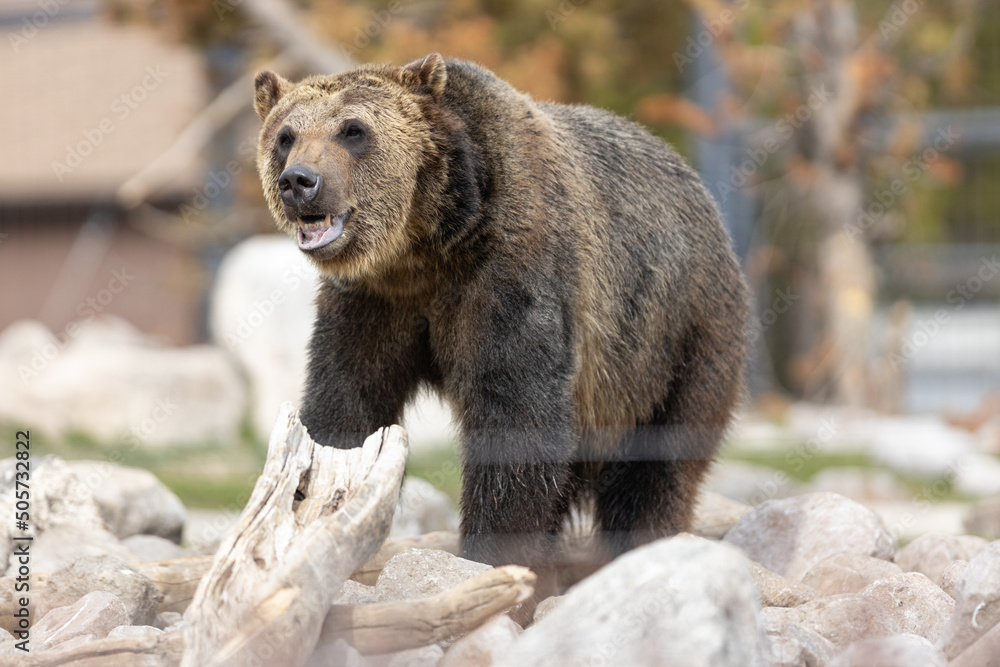 Fototapeta premium Nature and wildlife in Yellowstone Spring 2022