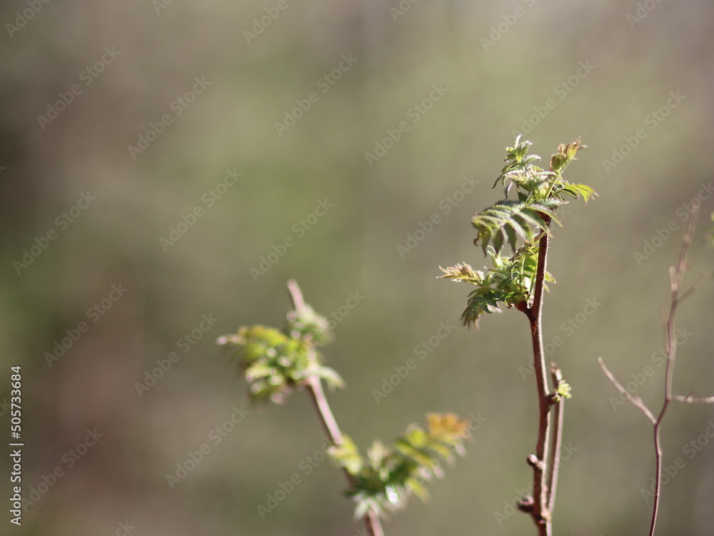 Delicate spring tree leaves illuminated by the sun Delicate spring tree leaves illuminated by the sun