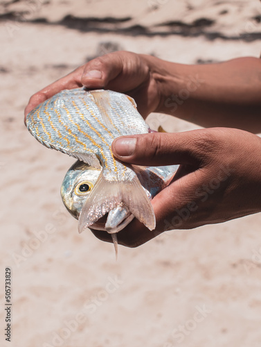 Manos de pescador sosteniendo jurel y sargo amarillo. Pescado. Imagen vertical. photo