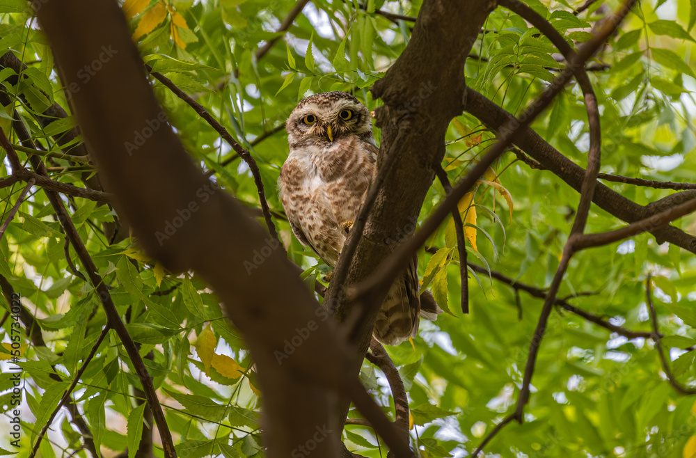 Spotted Owl in eye contact Spotted Owl in eye contact