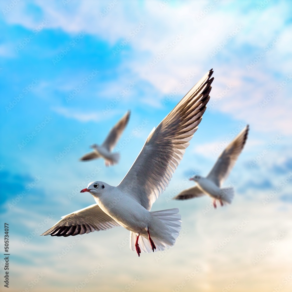 Birds seagulls soaring in the blue sky with clouds. prey fly in the clear blue sky. Birds seagulls soaring in the blue sky with clouds. prey fly in the clear blue sky.