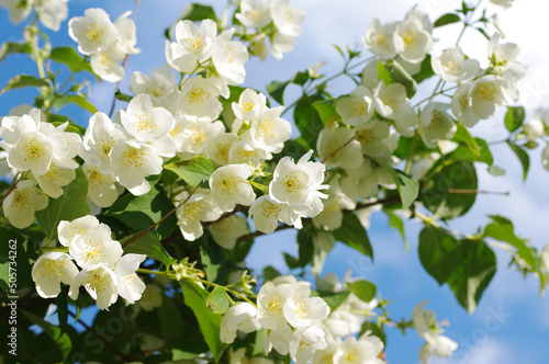 White delicate jasmine flowers against the sky close-up, soft selective focus.