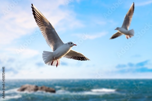 Birds seagulls soaring in the blue sky with clouds. prey fly in the clear blue sky. © BillionPhotos.com