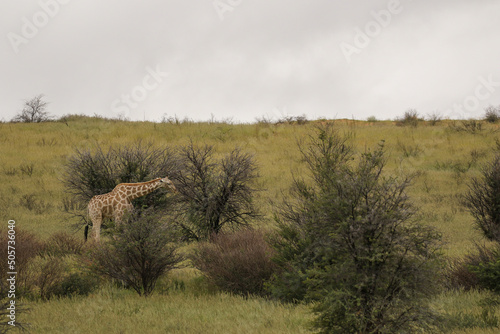 Giraffe in the Kgalagadi, South Africa