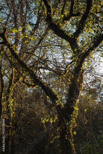 Trees with vines typical of the high mountain forest of the sierra in michoacan illuminated