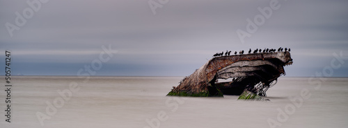 The rear section of the SS Atlantus which sunk just off the coast of Cape May NJ sits in the calm waters covered in comorant birds in a panoramic image photo