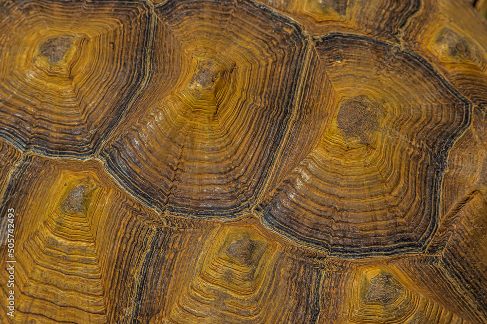 background close up of a turtle shell background close up of a turtle shell