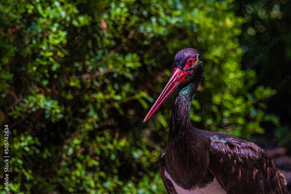 Ταπετσαρία black stork ciconia portrait close up