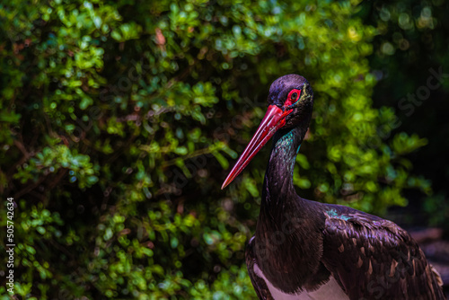 Obraz na plátne black stork ciconia portrait close up