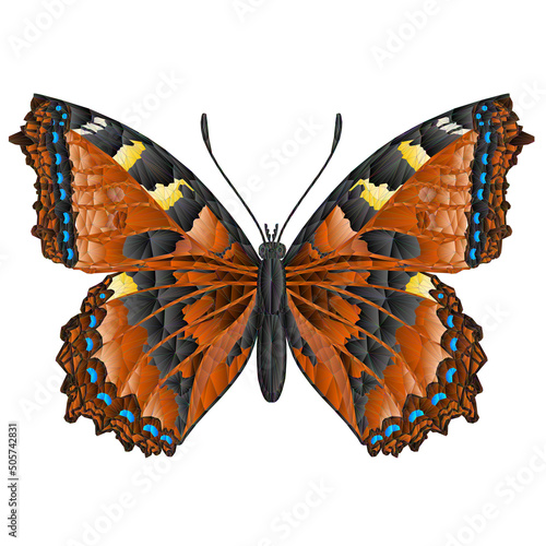 Butterfly Vanessa atalanta   beautiful meadow and forest insect polygons  vector illustration editable hand draw