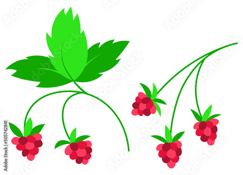 Fototapeta Naklejka Na Ścianę i Meble -  Raspberry pink berry flat isolated illustration