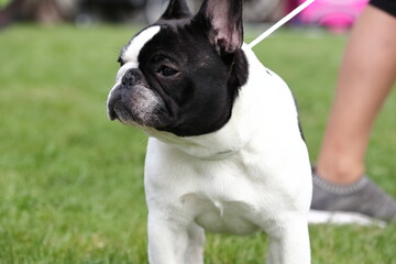 Leinwandbilder Französische Bulldogge Französische Bulldogge auf Frühlingsausstellung  © jarizPJ