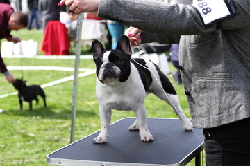 Leinwandbilder Französische Bulldogge Französische Bulldogge auf Hundeausstellung Polen  © jarizPJ