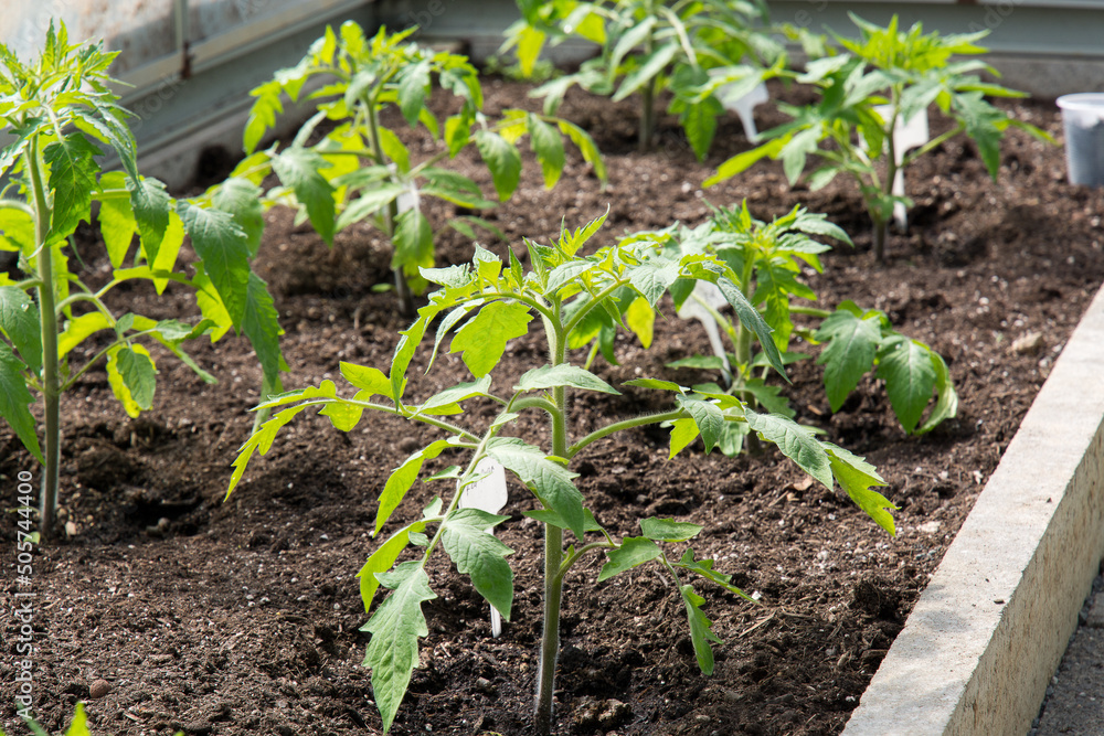 Close shot of a beautiful, healthy tomato seedling in a greenhouse. The concept of growing your vegetables in a greenhouse in your garden. The concept of food self-sufficiency. Close shot of a beautiful, healthy tomato seedling in a greenhouse. The concept of growing your vegetables in a greenhouse in your garden. The concept of food self-sufficiency.
