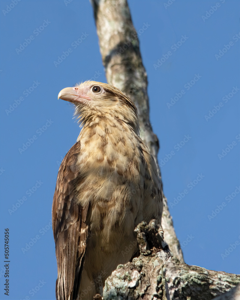 Close up of a Yellow-headed Caracara, Milvago chimachima, taken in Chiriqui, western Panama. Close up of a Yellow-headed Caracara, Milvago chimachima, taken in Chiriqui, western Panama.