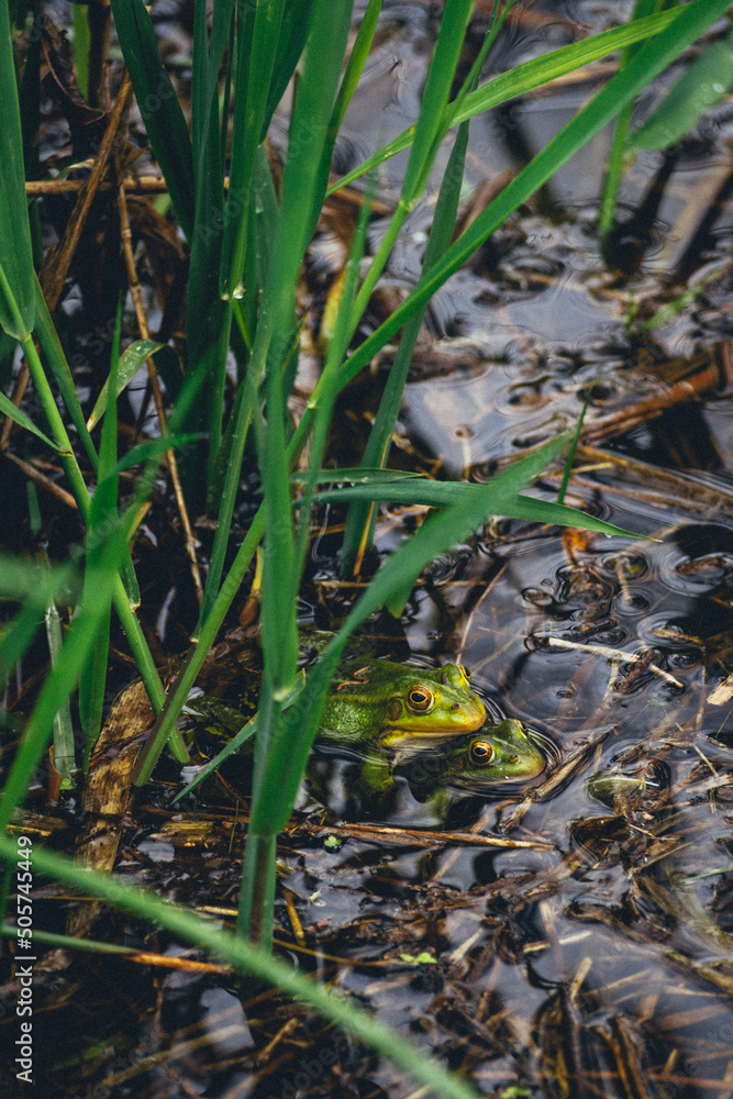 frog in the grass frog in the grass
