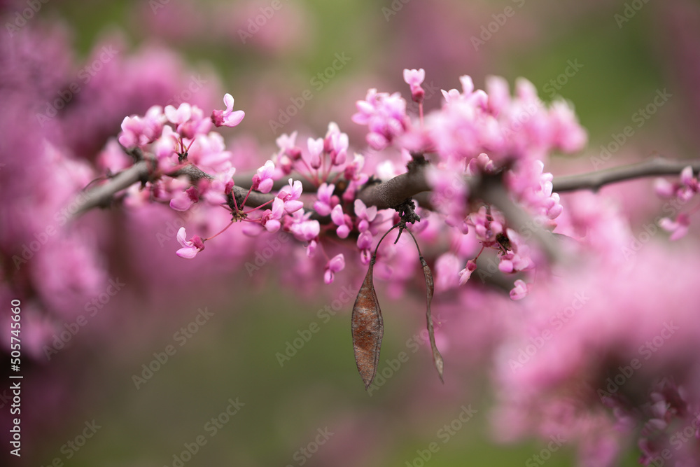 close up of pink flowers