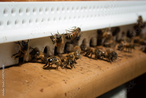 bees on a beehive