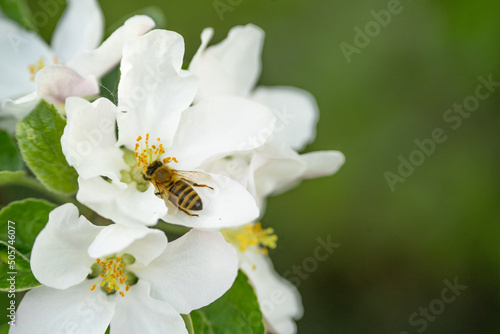 Biene auf weiße Blüte