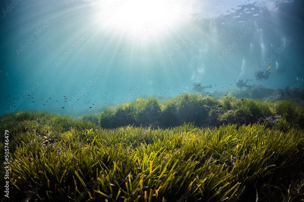 Ταπετσαρία Paisaje submarino a contraluz, pasto y buzos