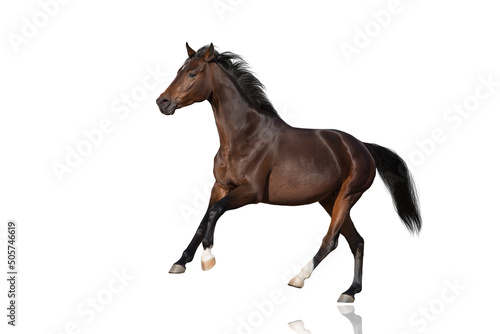 Horse in motion isolated