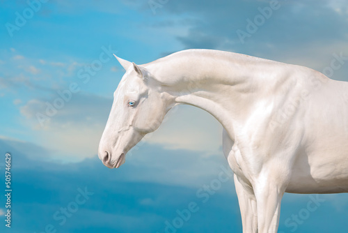 Obraz na plátně Akhal teke horse against blue sky