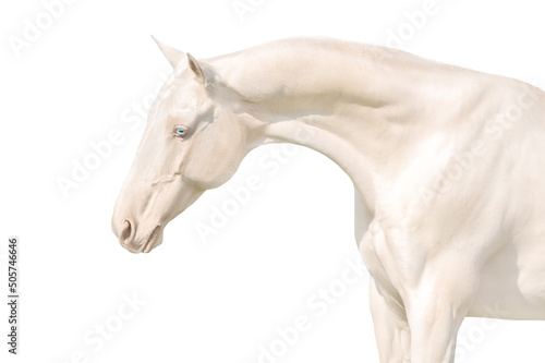 Photography Akhal teke horse isolated on white