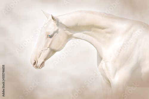 Bild auf Leinwand Akhal teke horse on light background