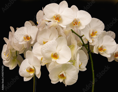 Fototapeta Naklejka Na Ścianę i Meble -  White Orchids on  Black background, close up. 
