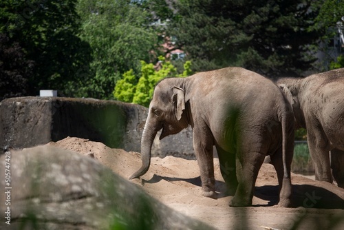 Afrikanischer Elefant im Zoo