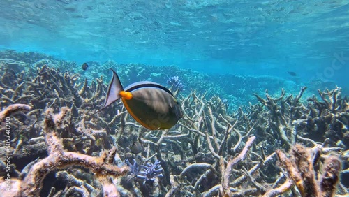 Naso Lituratus Unicornfish in corals of Great Barrier Reef Queensland Australia photo