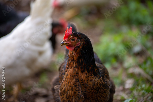 Primo piano di una gallina
