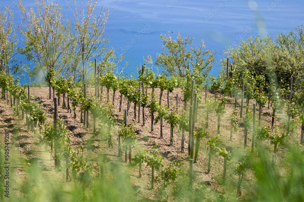 vineyard in the summer with oceon in the background