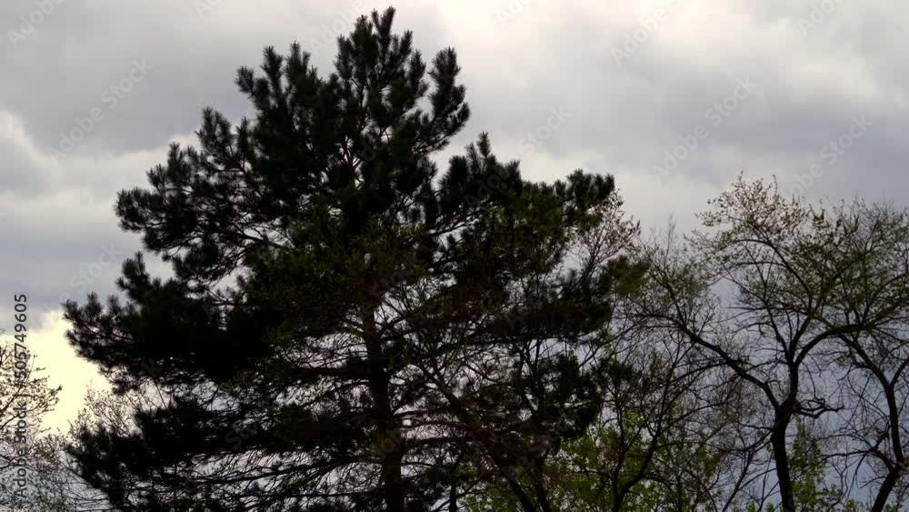 A cedar tree against the background of a leaden rainy sky sways in the wind. Early spring, rainy cloudy day. The contours of trees against the background of dark clouds. A cedar tree against the background of a leaden rainy sky sways in the wind. Early spring, rainy cloudy day. The contours of trees against the background of dark clouds.