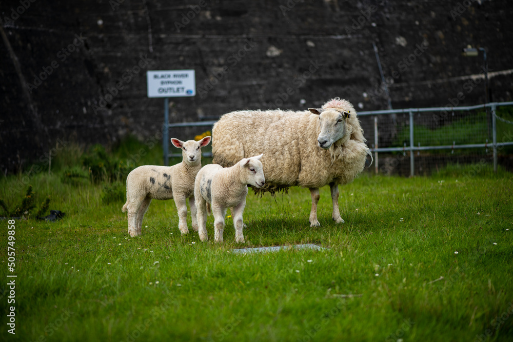 Naklejka premium free range sheep