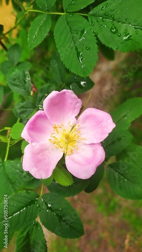 pink and white flower