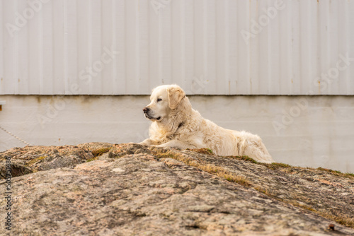 Old golden retriever dog resting on a small cliff.