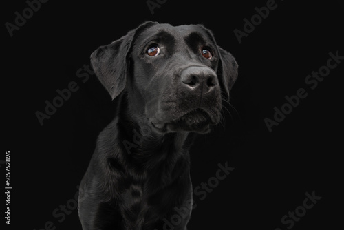Portrait black labrador retriver with serious expression. Isolated on dark background