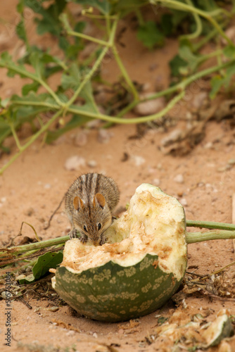 Four-Striped Grass Mouse (Rhabdomys pumilio) eating Tsamma melon seeds in the Kgalagadi, South Africa photo