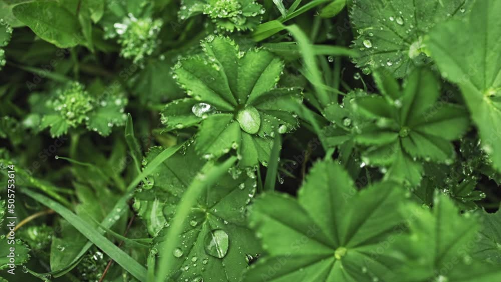 Green grass with dew drops after rain Green grass with dew drops after rain