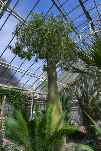 The bottle tree, Brachychiton rupestris, is a drought deciduous succulent tree native to Queensland, Australia. Botanical garden Heidelberg, Baden Wuerttemberg, Germany photo