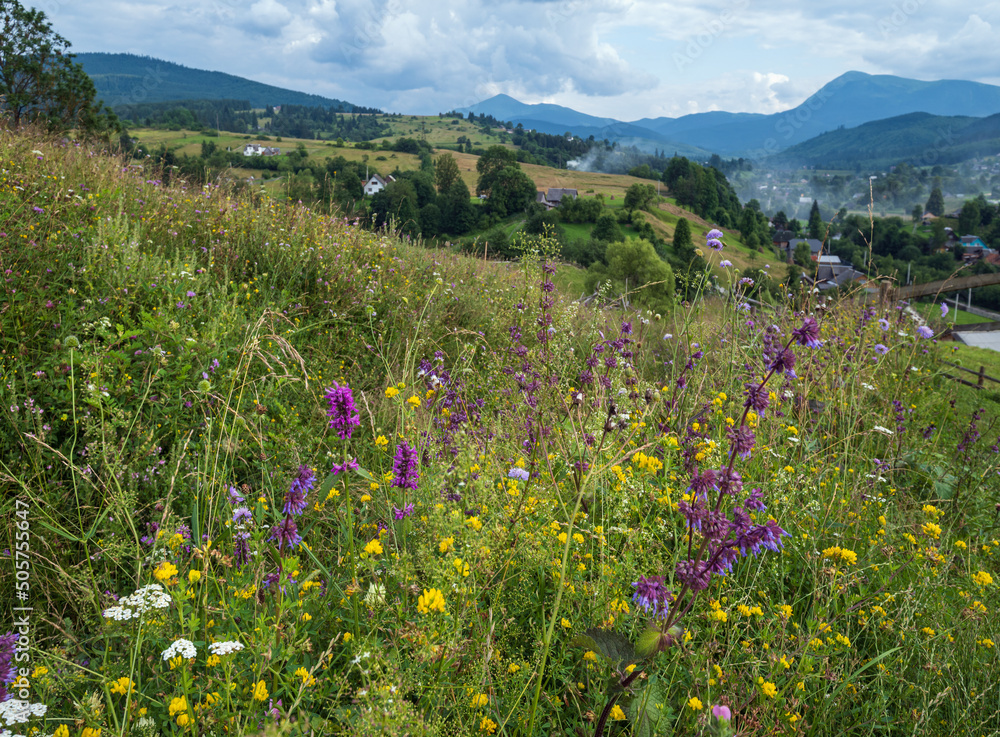 Obraz premium Carpathian mountain countryside summer meadows with beautiful wild flowers