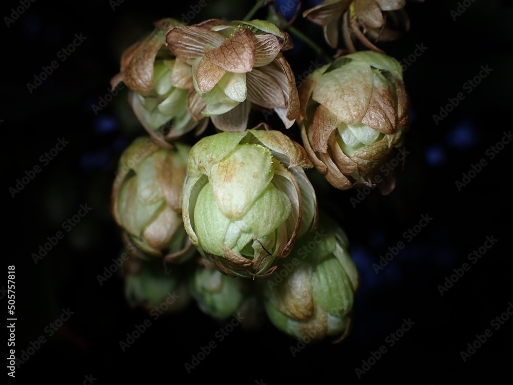 Fotografie Humulus female blossoms isolated